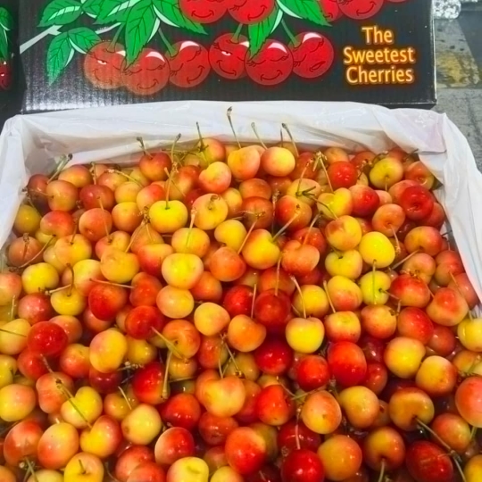 Cherry vàng Mỹ Rainier