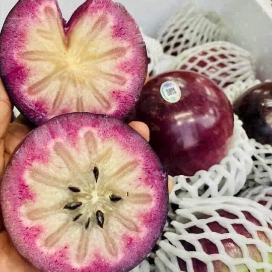 Vú sữa tím Bạch Thảo 