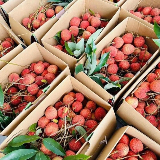 Vải trứng Hưng Yên 